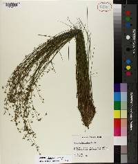 Juncus debilis image