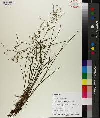 Juncus debilis image