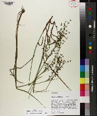 Juncus debilis image