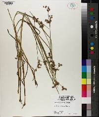 Juncus elliottii image