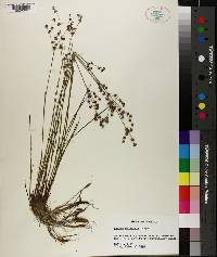 Juncus elliottii image