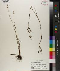 Juncus elliottii image