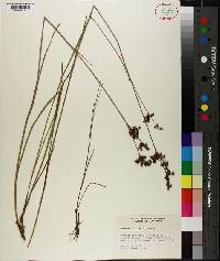 Juncus elliottii image