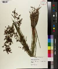 Juncus elliottii image