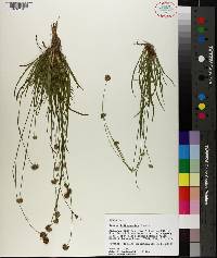 Juncus filipendulus image