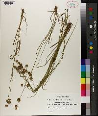 Juncus filipendulus image