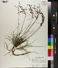 Juncus georgianus image