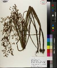 Juncus nodatus image