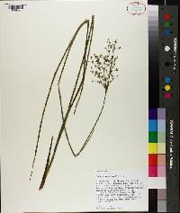 Juncus nodatus image