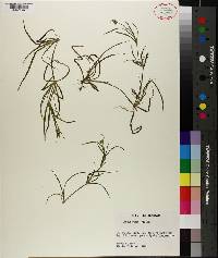 Juncus repens image