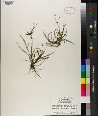 Juncus repens image