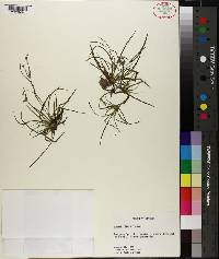 Juncus repens image