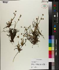 Juncus repens image