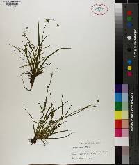 Juncus repens image