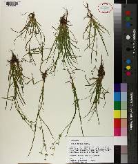 Juncus repens image