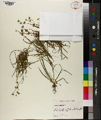 Juncus repens image