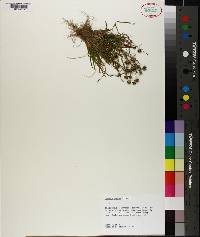 Juncus repens image