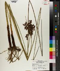 Juncus roemerianus image