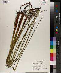 Juncus roemerianus image