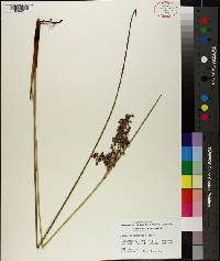 Juncus roemerianus image