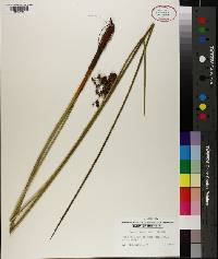 Juncus roemerianus image