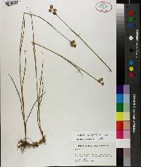 Juncus scirpoides image