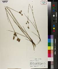 Juncus scirpoides image