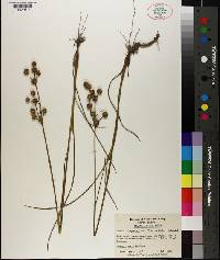 Juncus scirpoides image