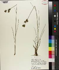 Juncus scirpoides image