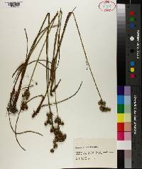 Juncus scirpoides image