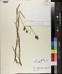 Juncus scirpoides image