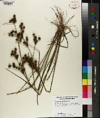 Juncus scirpoides image