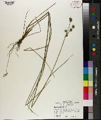 Juncus scirpoides image