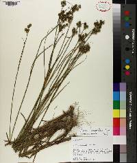 Juncus scirpoides image