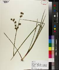 Juncus scirpoides image