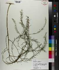 Asparagus officinalis image