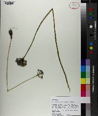 Allium canadense var. mobilense image