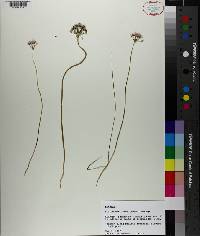 Allium canadense var. mobilense image