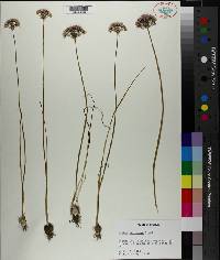 Allium canadense var. mobilense image