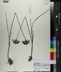 Allium canadense var. mobilense image