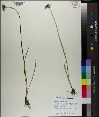Allium canadense var. mobilense image