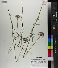 Allium canadense var. mobilense image