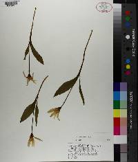 Erythronium rostratum image