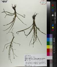 Hypoxis micrantha image