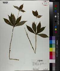 Medeola virginiana image