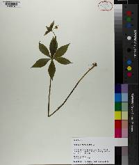 Medeola virginiana image