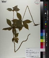 Medeola virginiana image