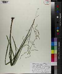 Stenanthium gramineum image