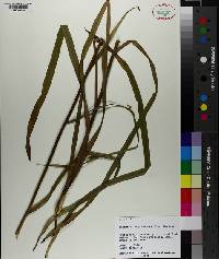 Stenanthium gramineum image