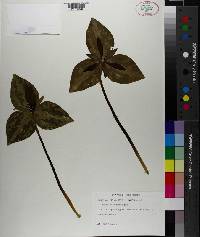 Trillium cuneatum image